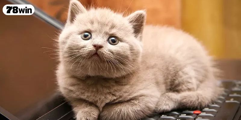 Nằm mơ thấy mèo mang đến cho gia chủ điềm lành